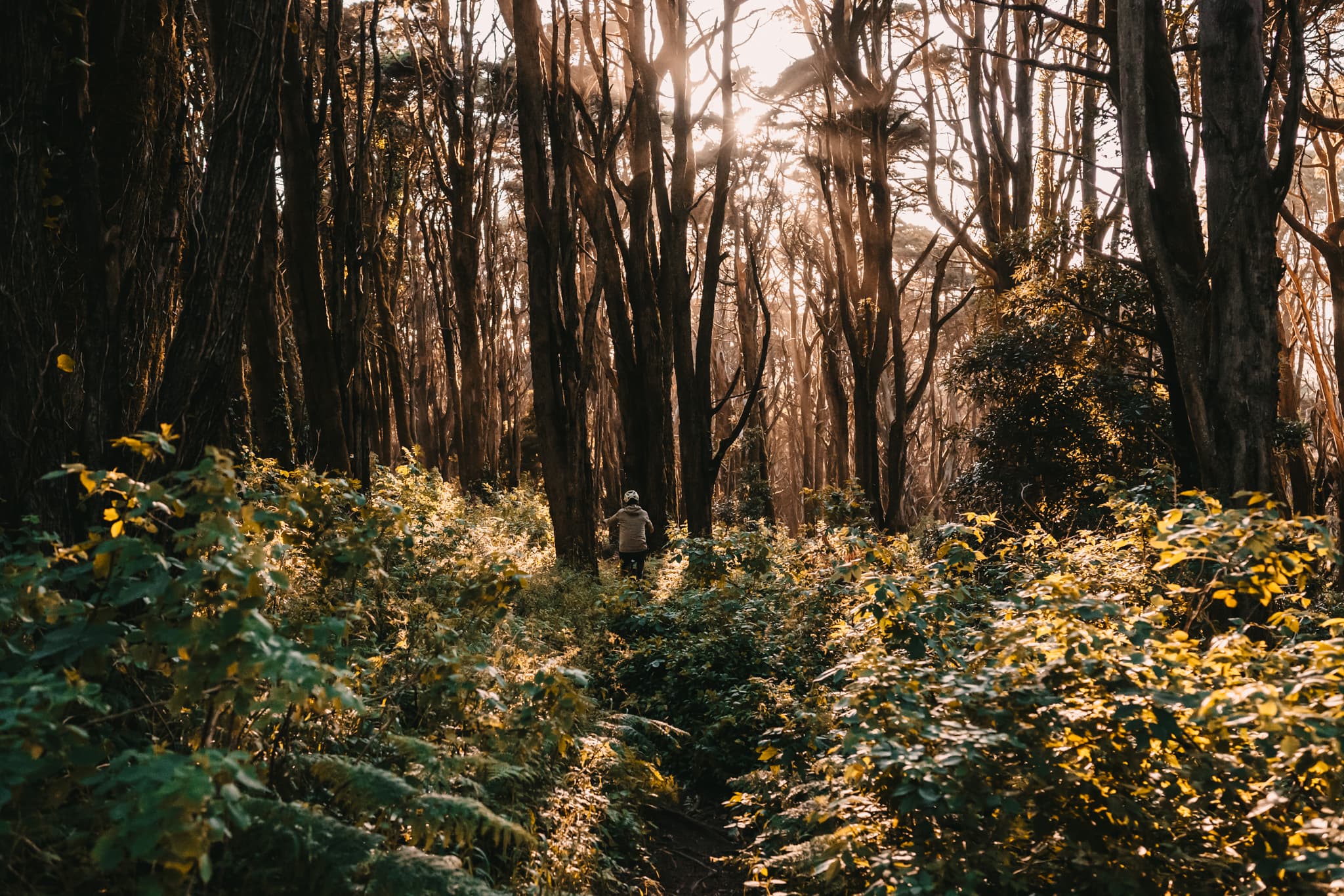 A rider walking into a sunlit Sintra forest